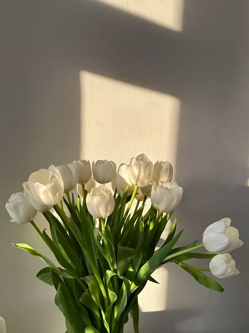 Hình nền hoa Tulip 10