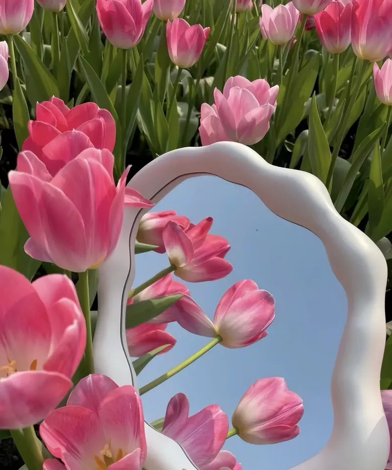 Hình nền hoa Tulip 21