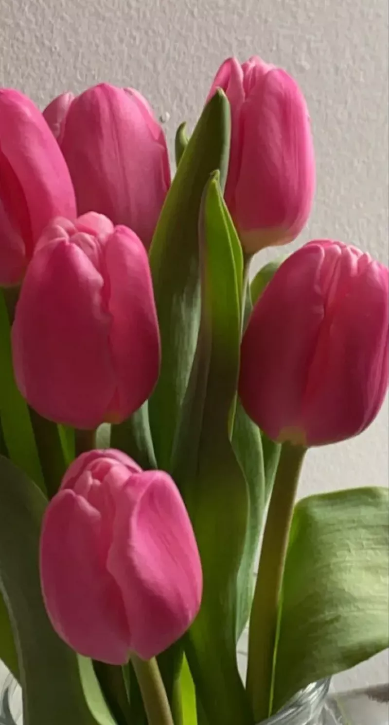 Hình nền hoa Tulip 29