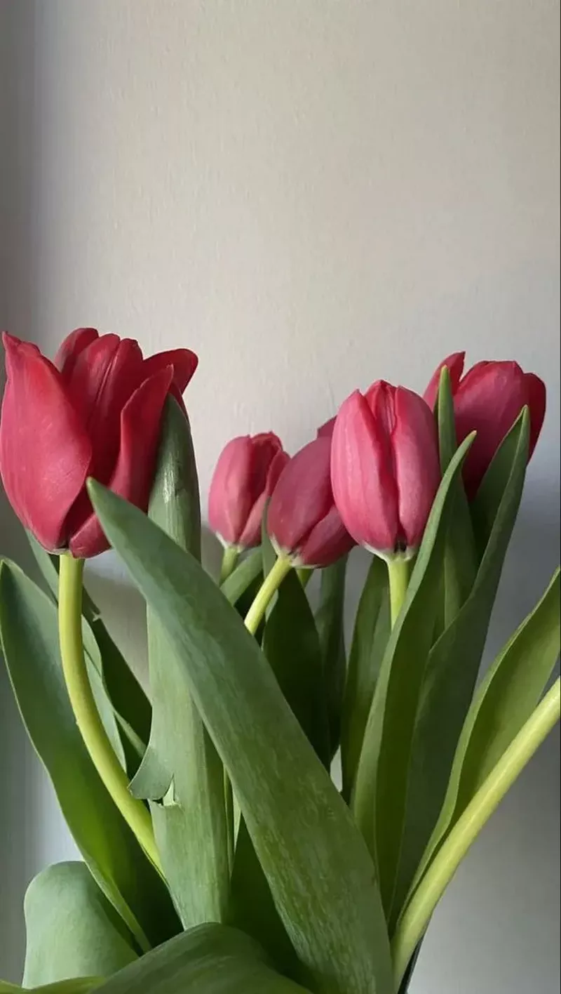 Hình nền hoa Tulip 3