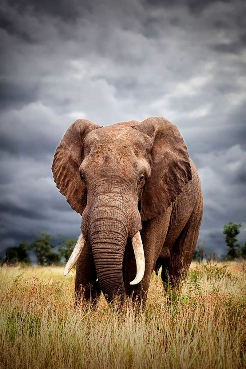 hình ảnh con voi 9