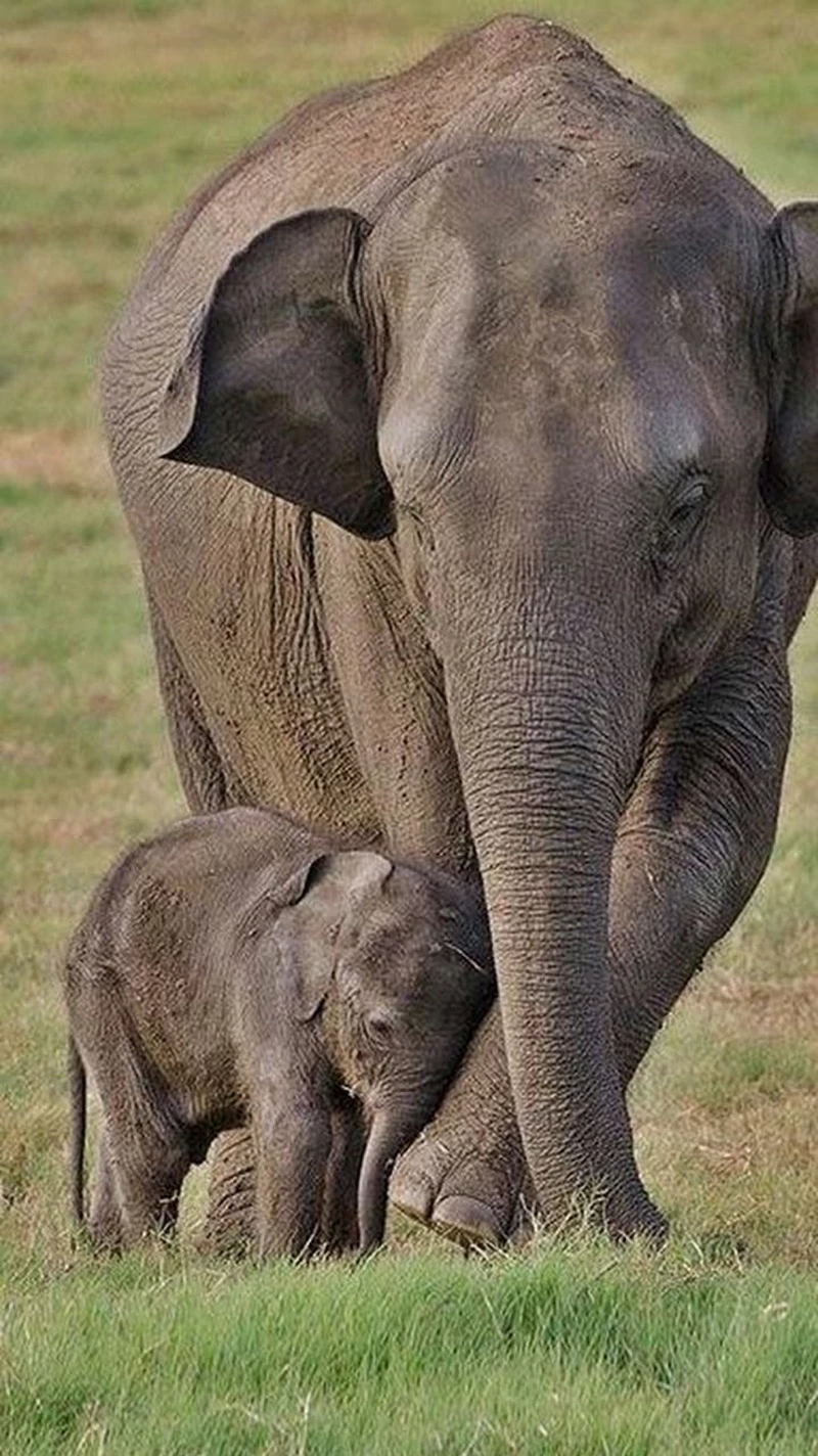 hình ảnh con voi 24