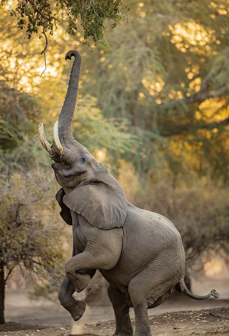 hình ảnh con voi 28