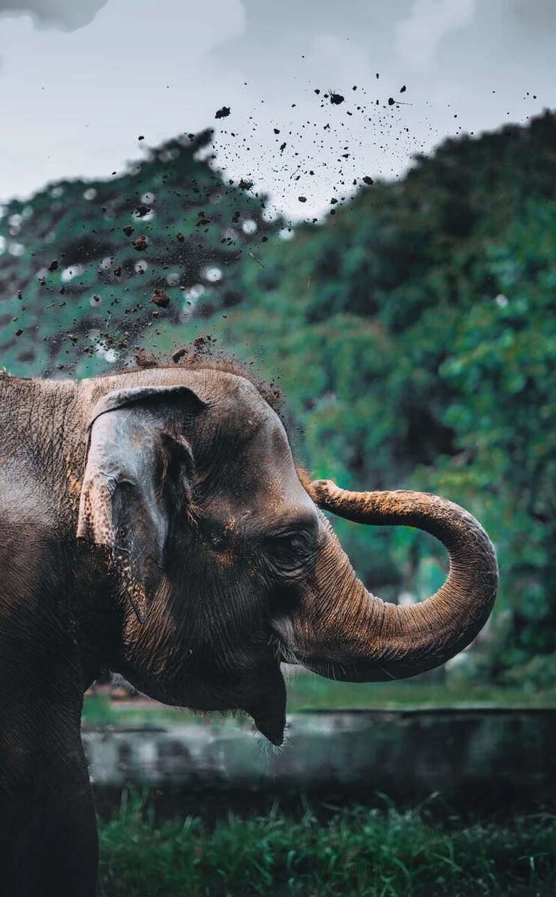 hình ảnh con voi 33