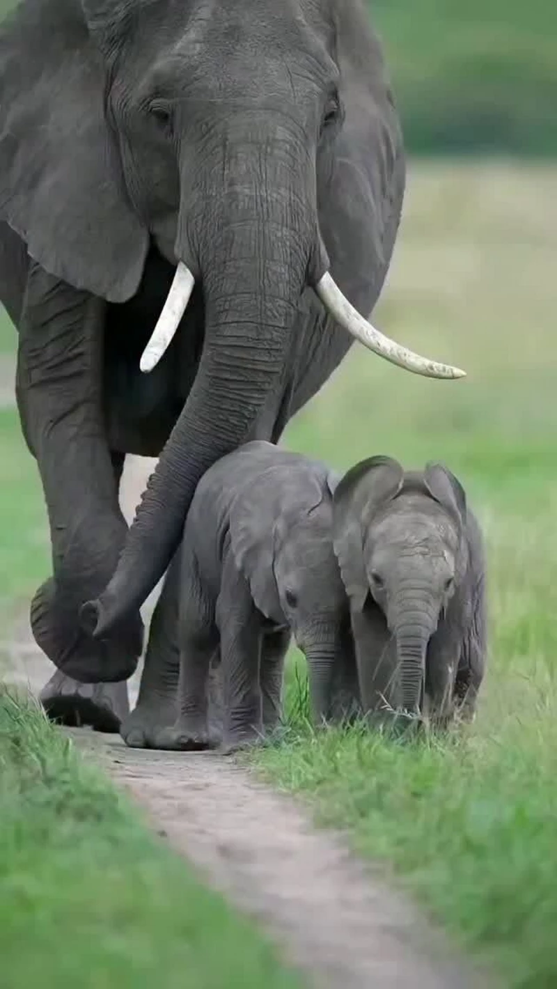 hình ảnh con voi 36