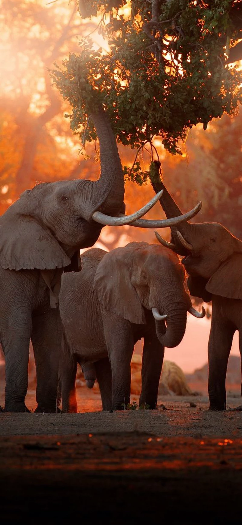 hình ảnh con voi 42