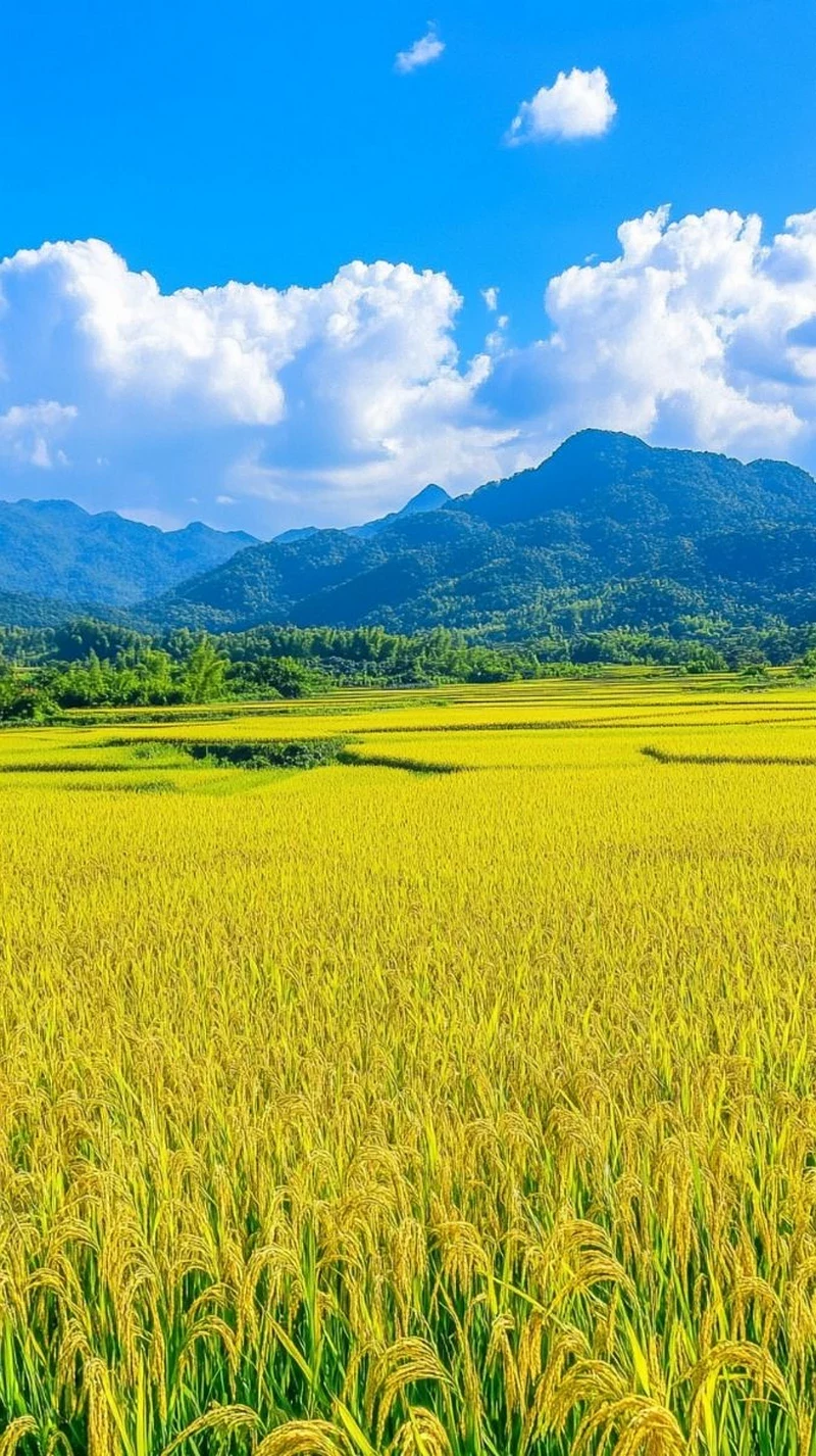 hình ảnh quê hương 2