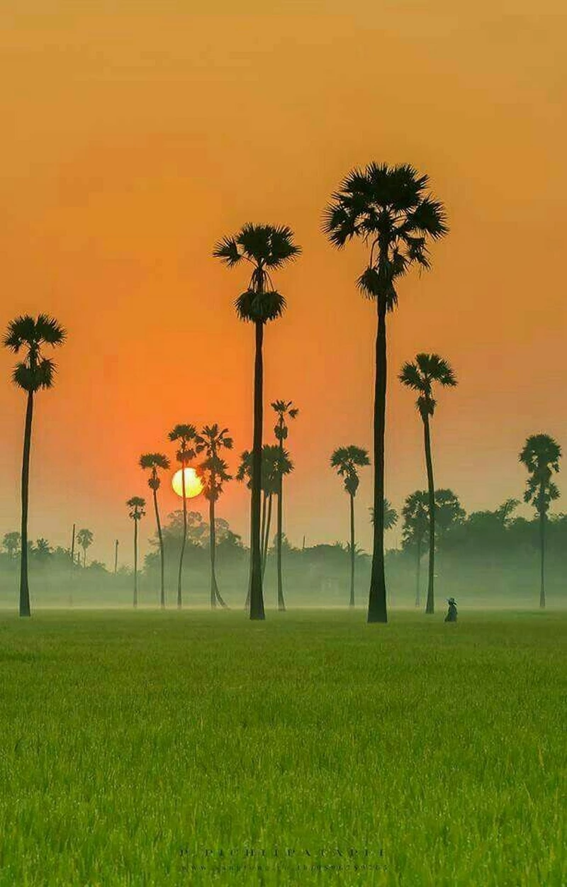 hình ảnh quê hương 24