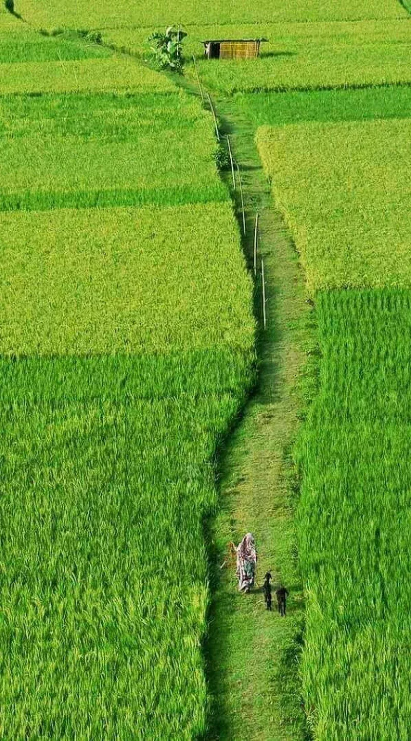 hình ảnh quê hương 28