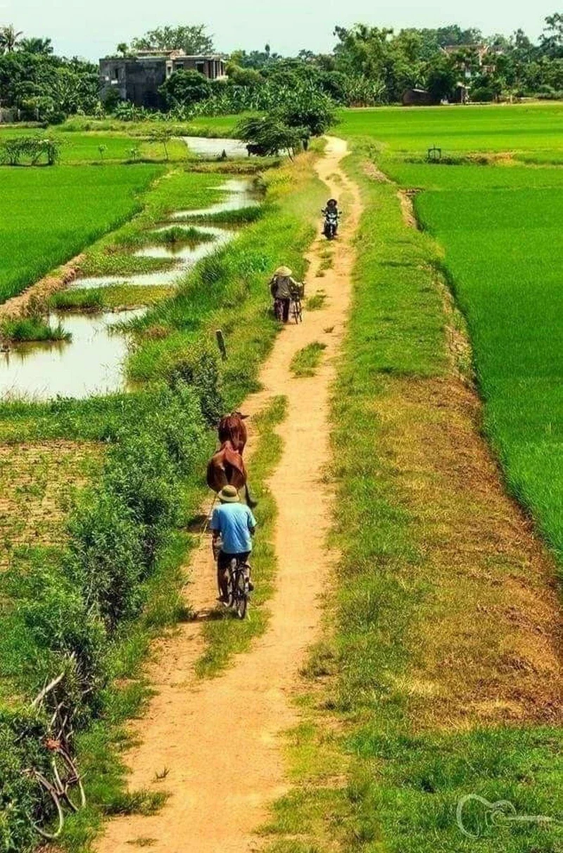 hình ảnh quê hương 30