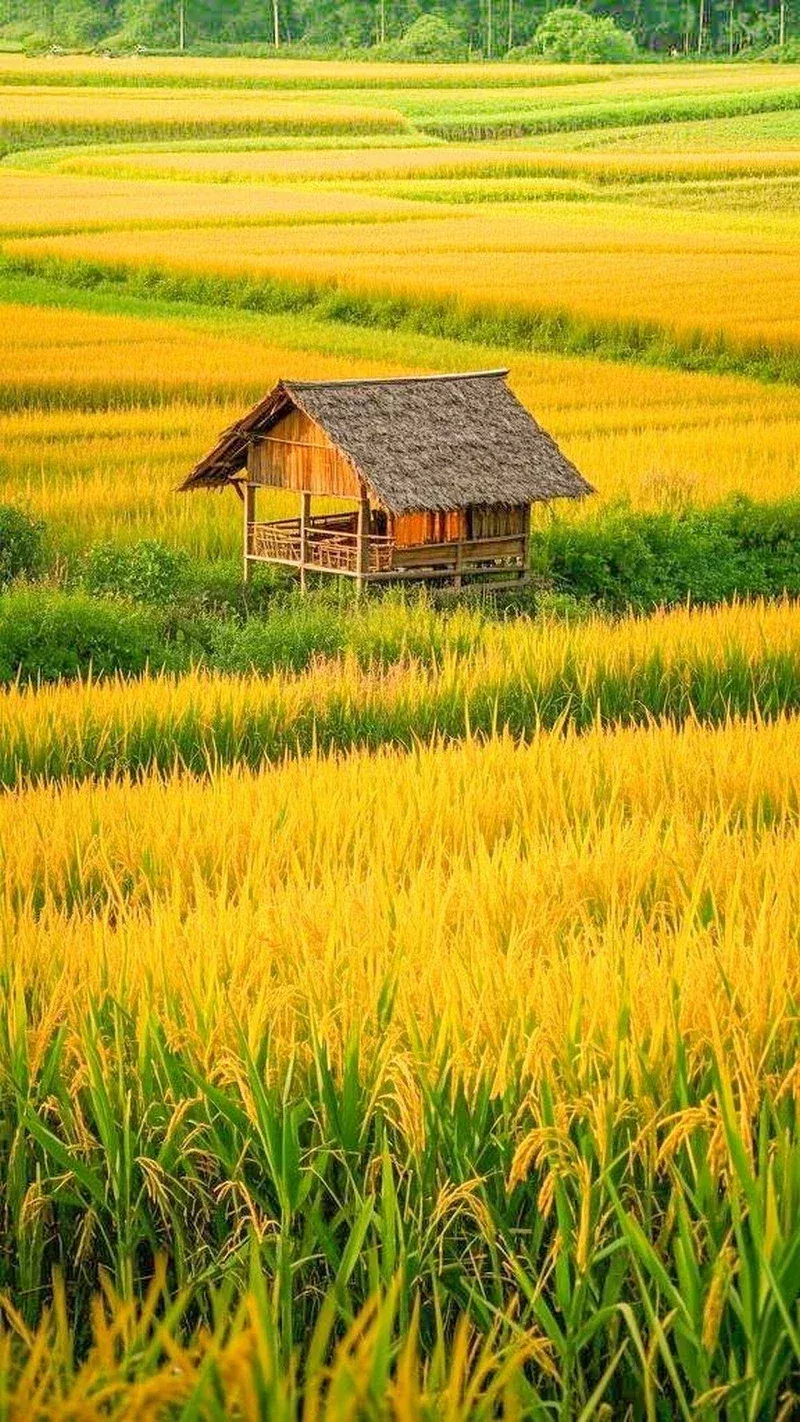 hình ảnh quê hương 35