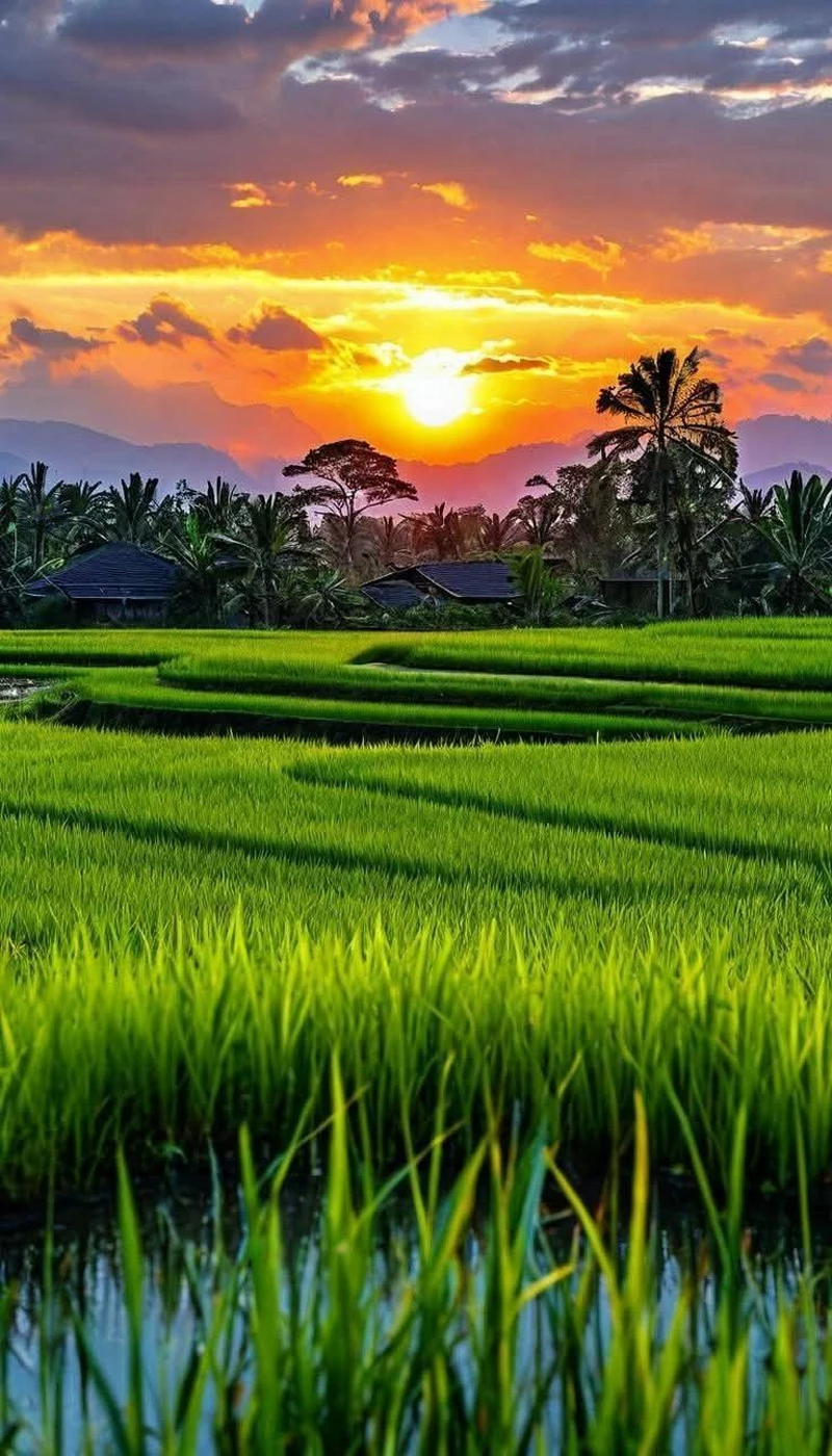 hình ảnh quê hương 38