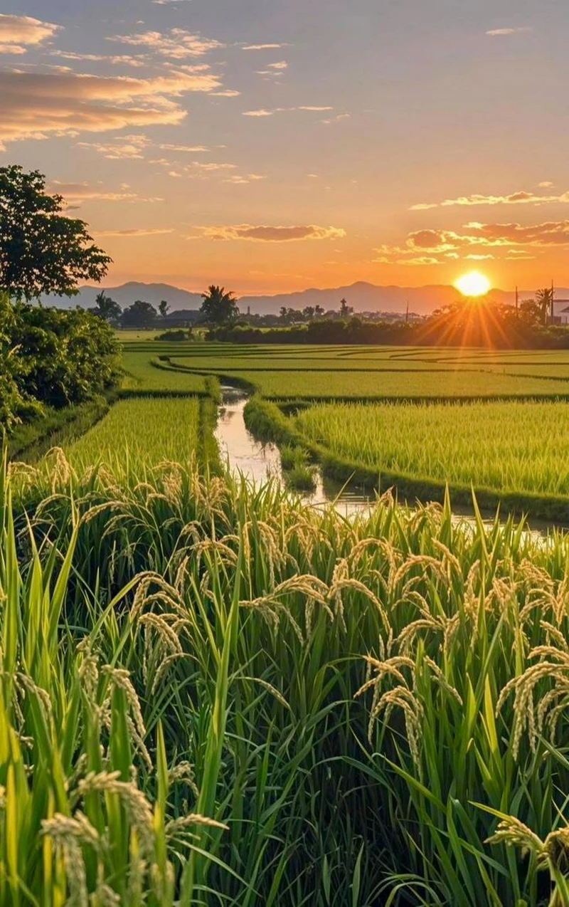 hình ảnh quê hương 40