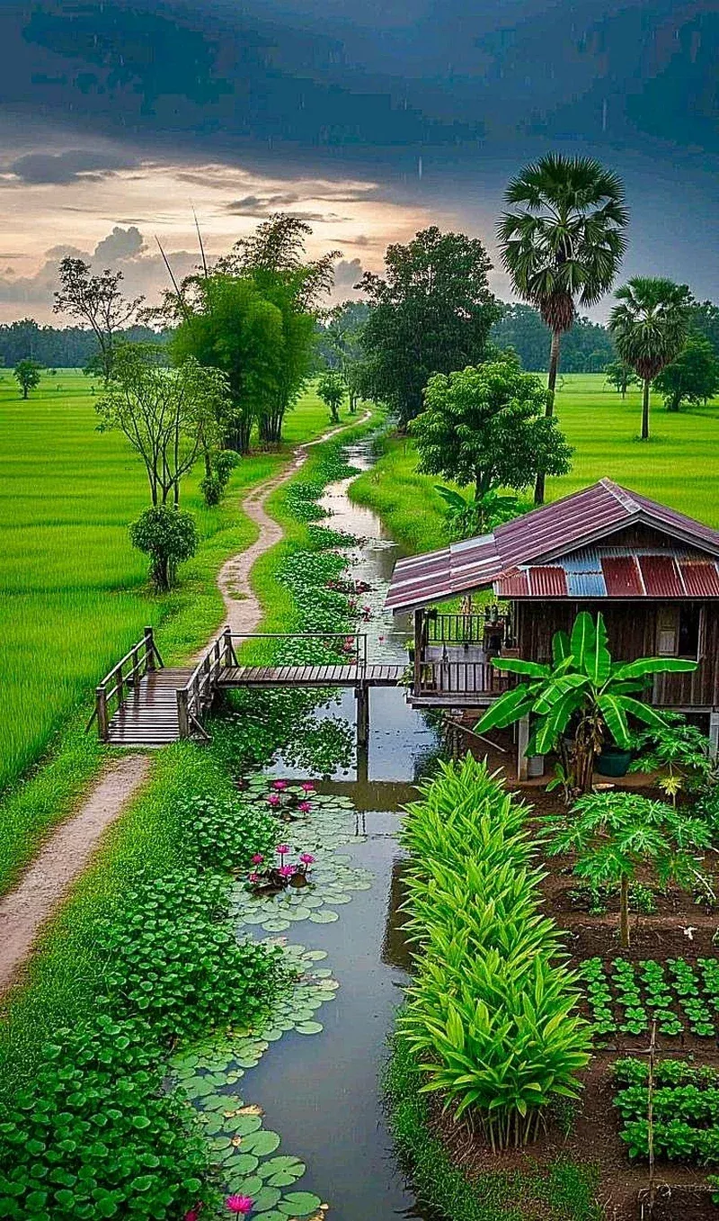 hình ảnh quê hương 42