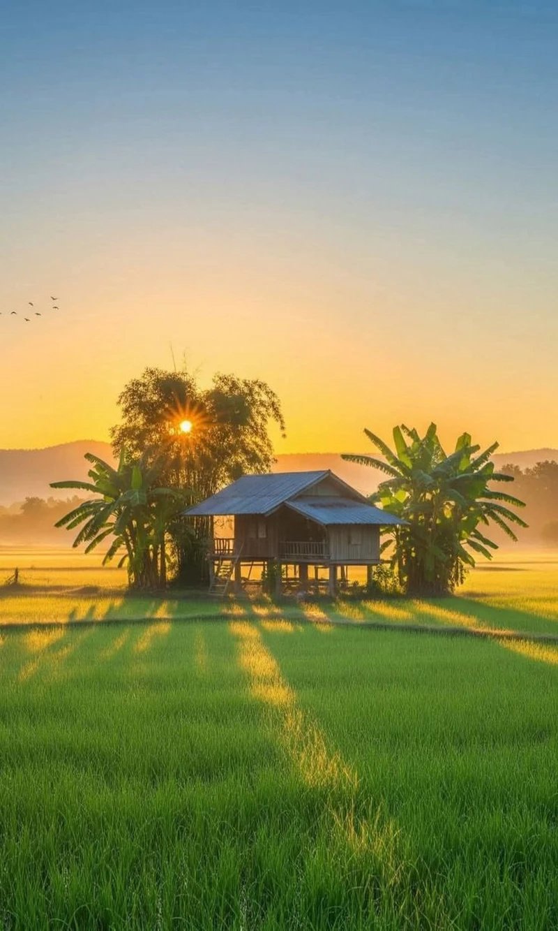 hình ảnh quê hương 48