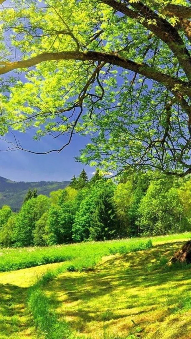 hình ảnh quê hương 8