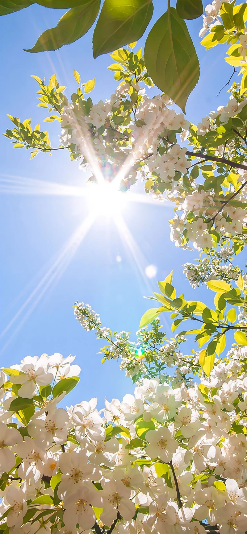 hình ảnh bình minh 13