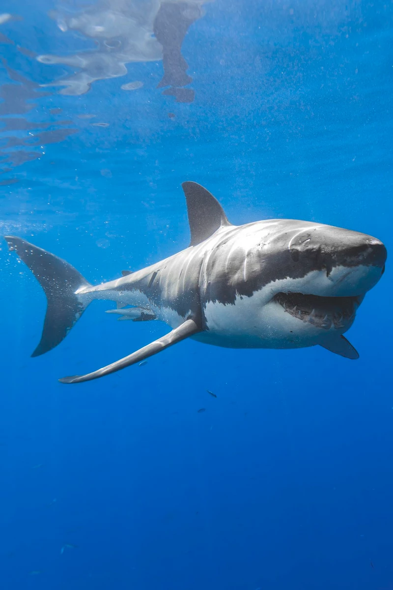 hình ảnh cá mập 1