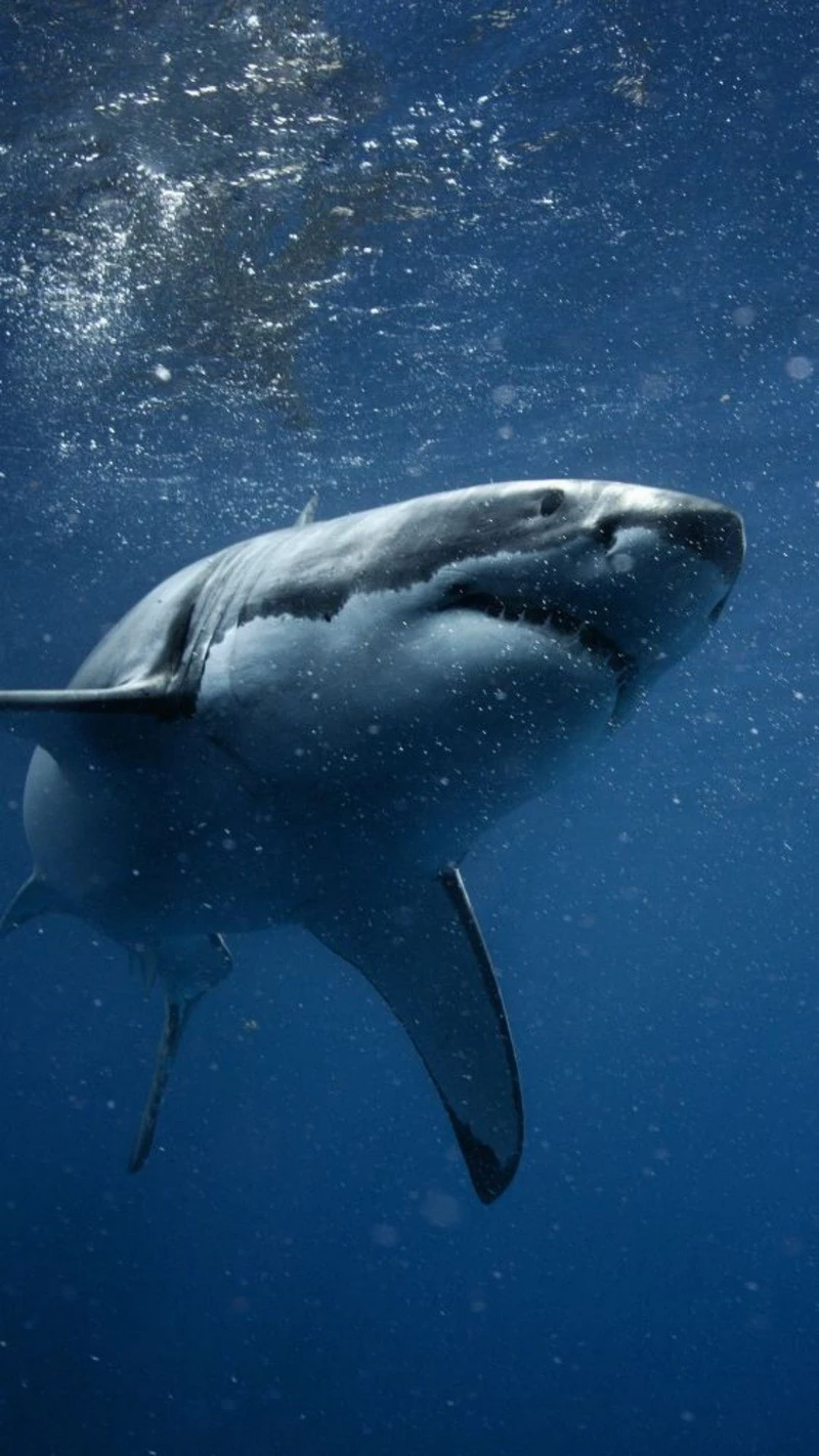 hình ảnh cá mập 10