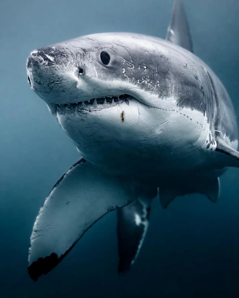 hình ảnh cá mập 12