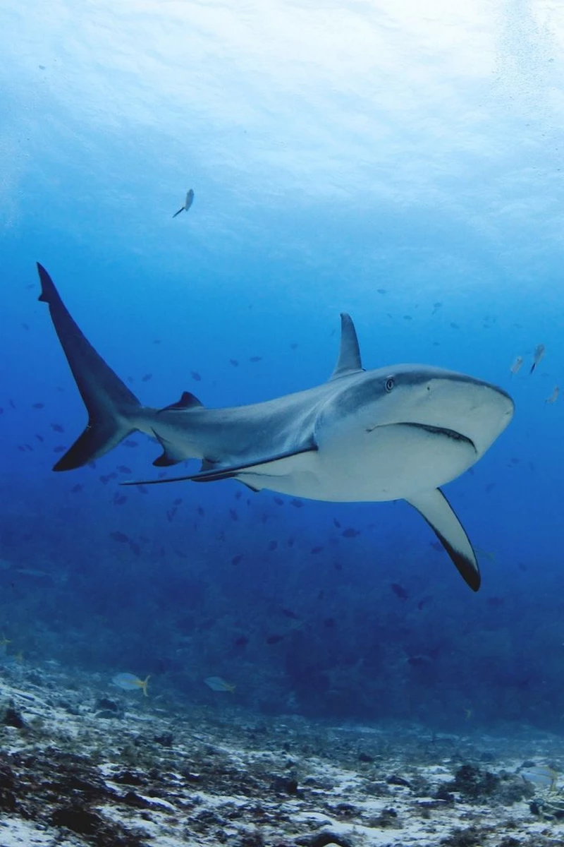hình ảnh cá mập 13