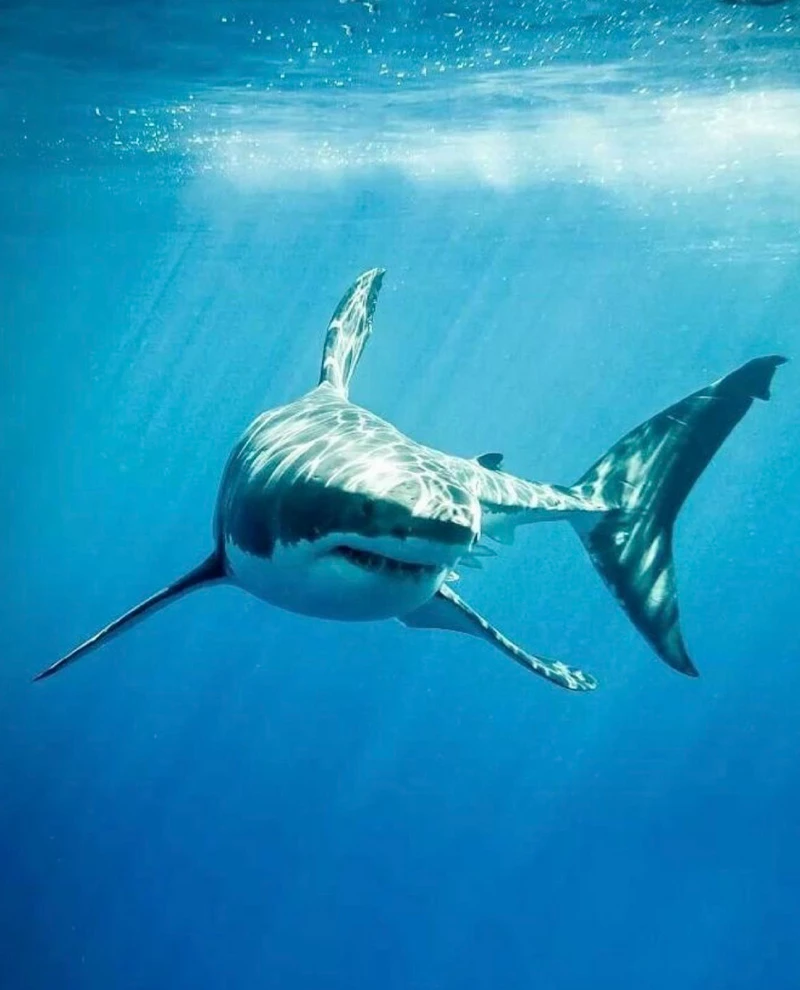 hình ảnh cá mập 19