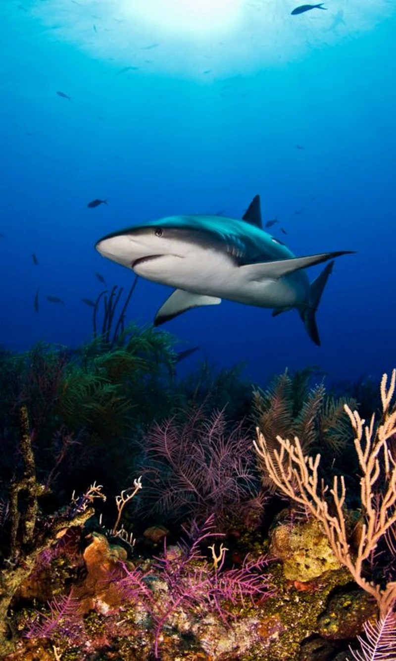 hình ảnh cá mập 20