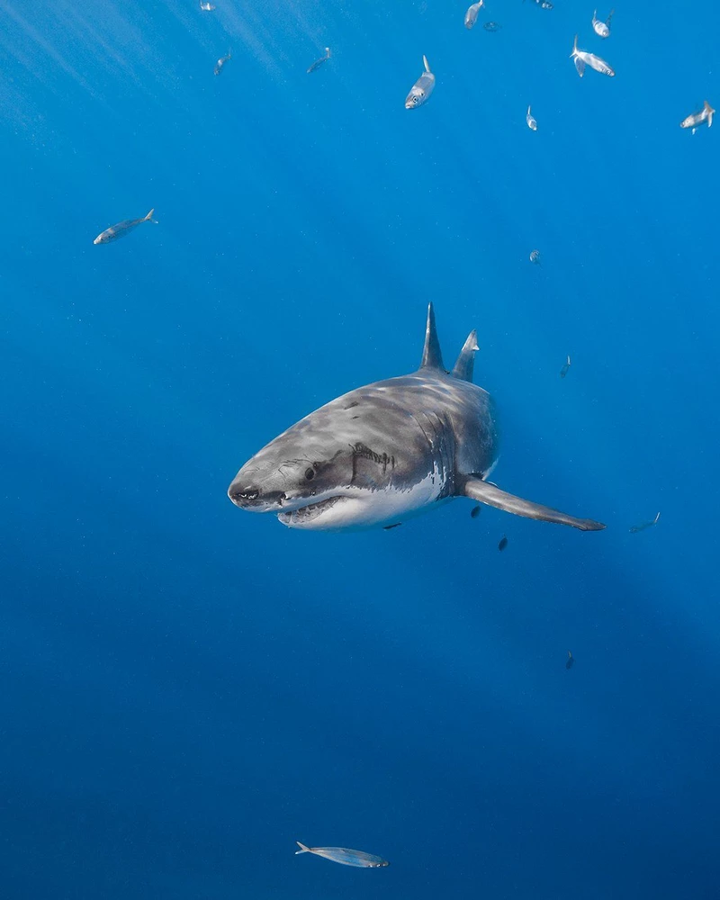 hình ảnh cá mập 26