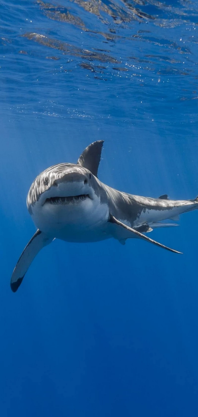 hình ảnh cá mập 28