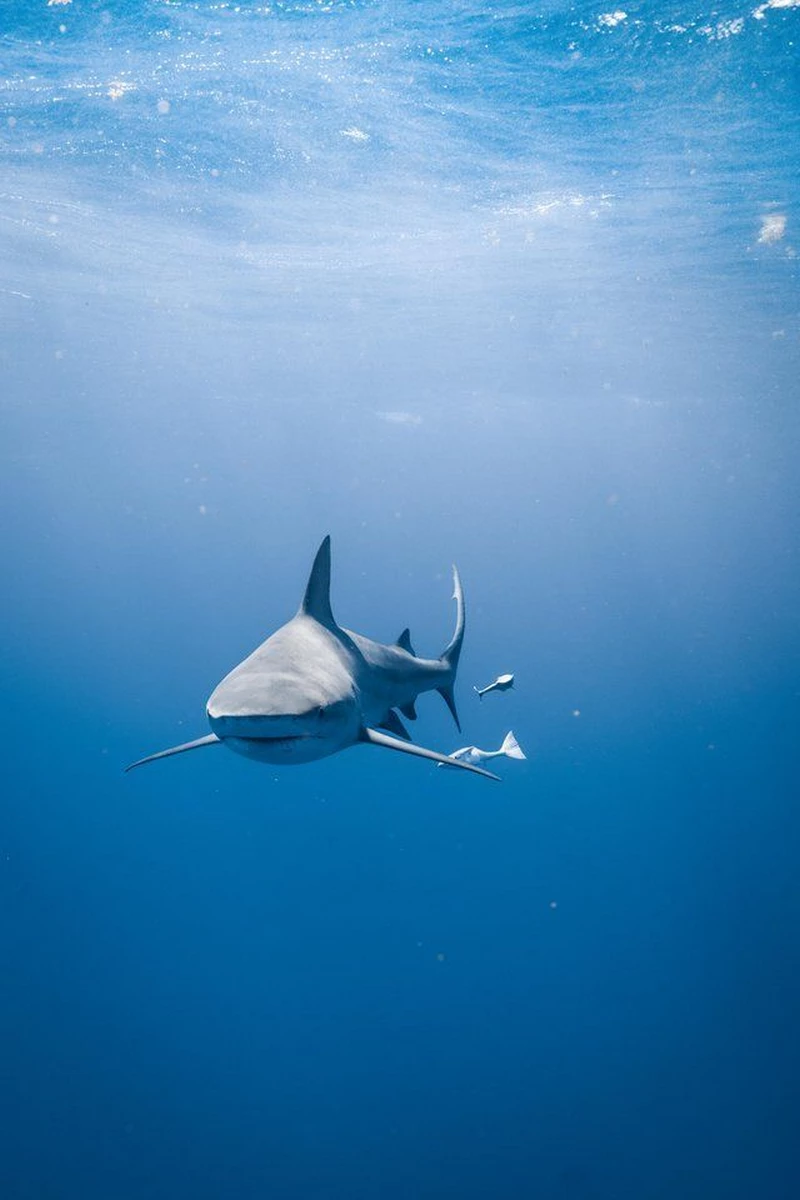 hình ảnh cá mập 3