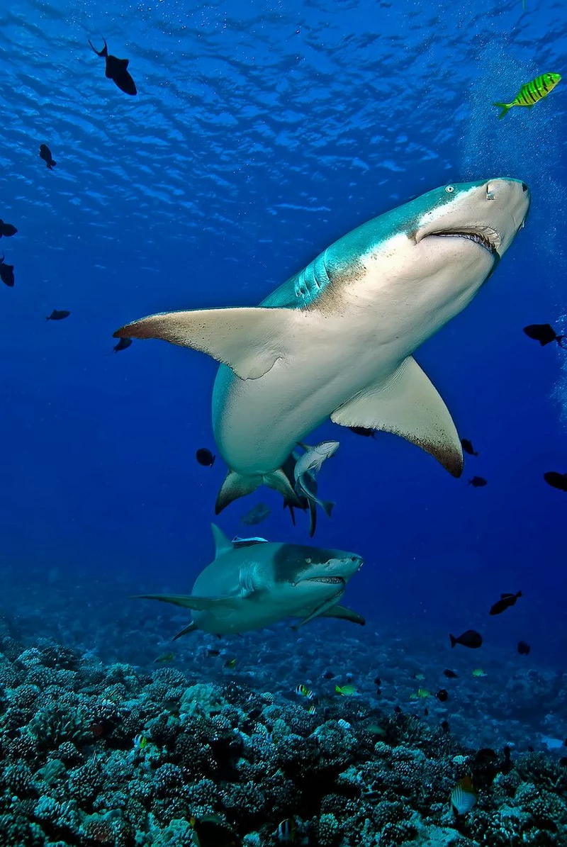 hình ảnh cá mập 37