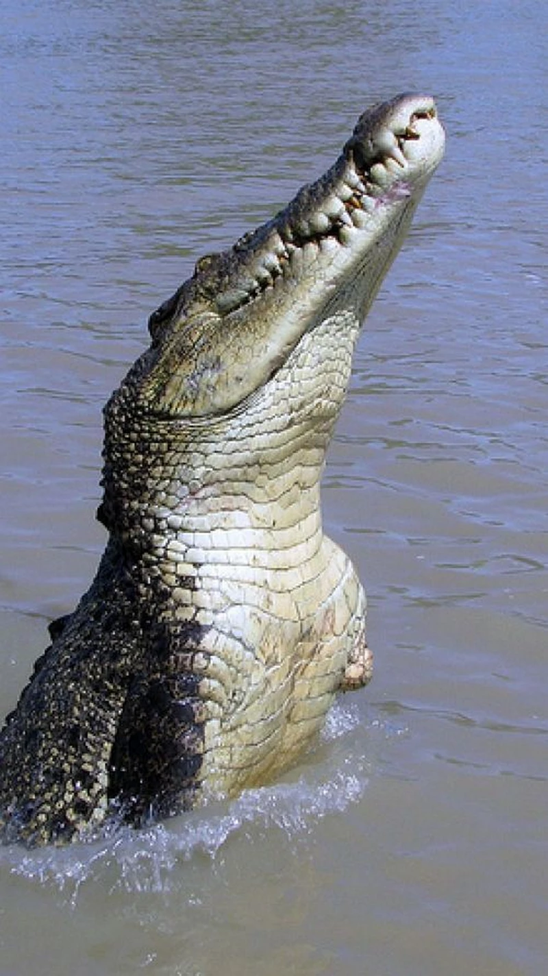 hình ảnh cá sấu 1