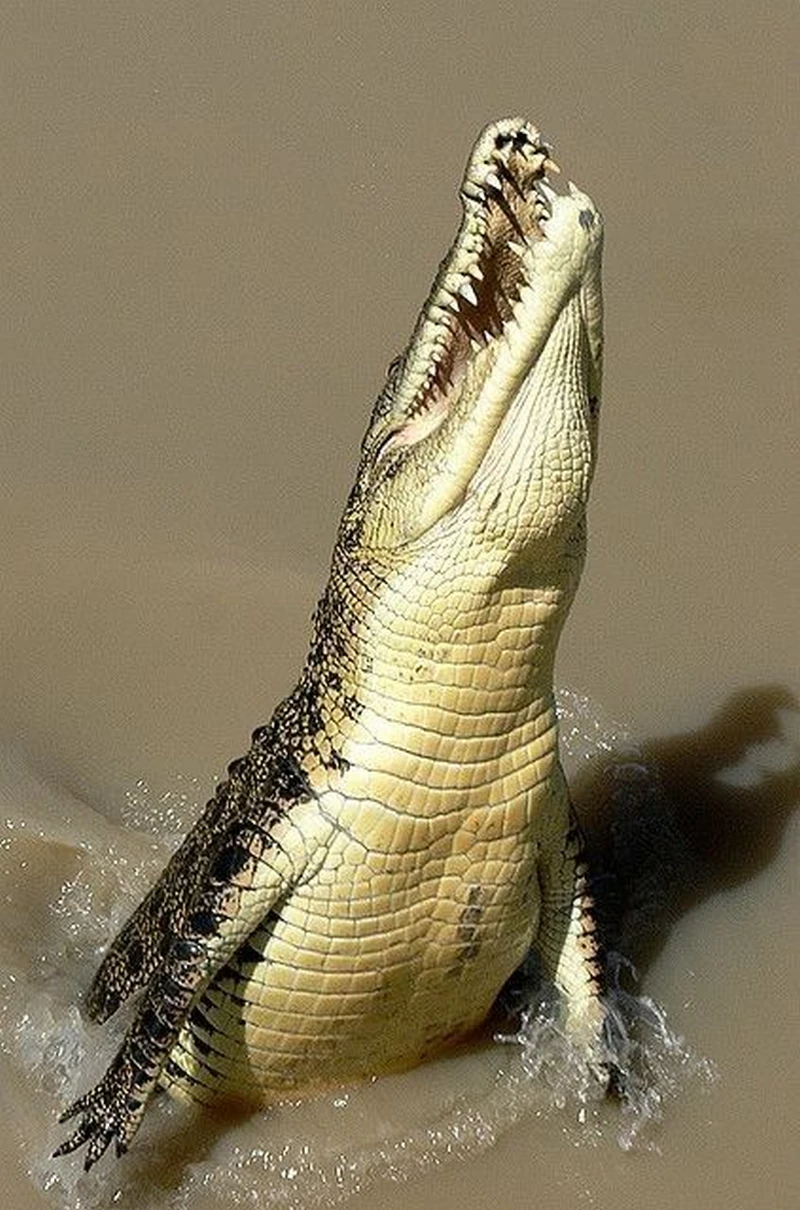 hình ảnh cá sấu 16