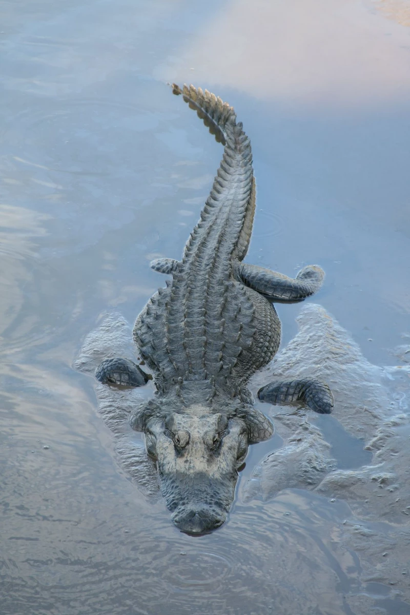 hình ảnh cá sấu 4