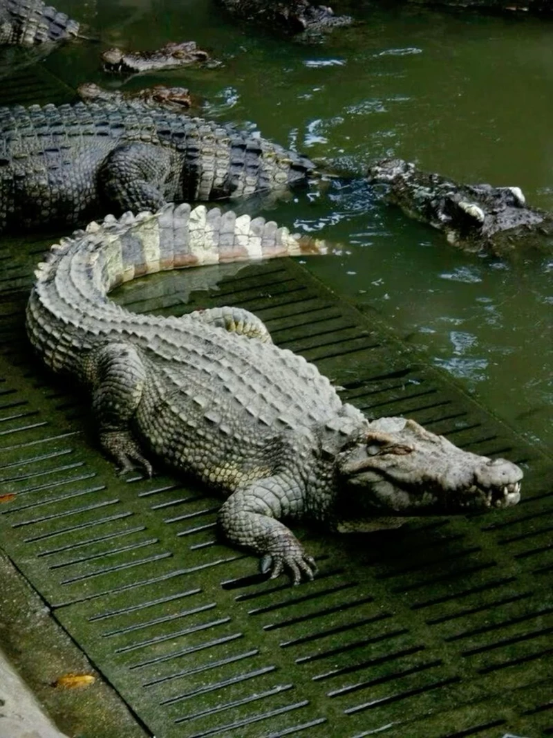 hình ảnh cá sấu 9