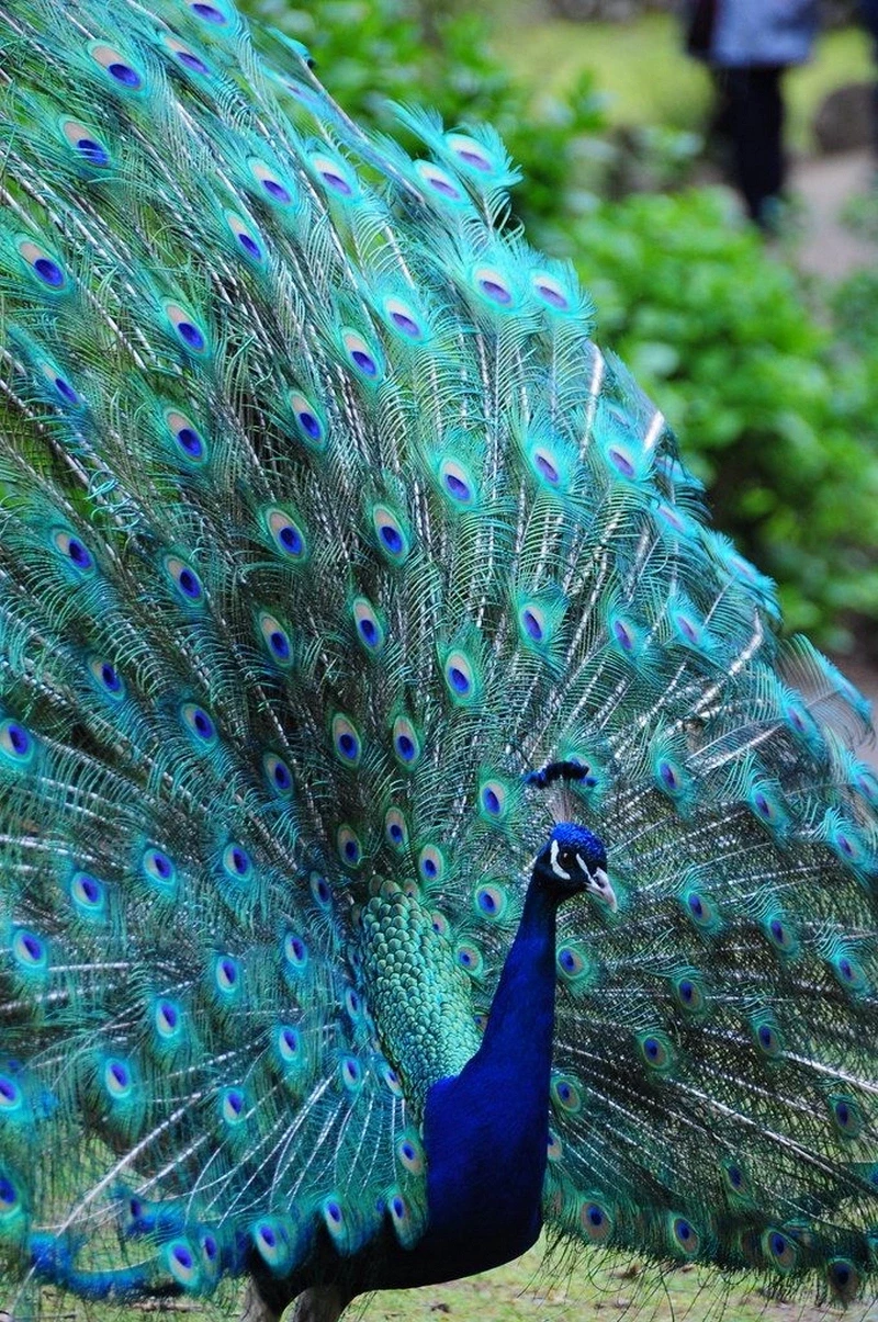 hình nền con công 22