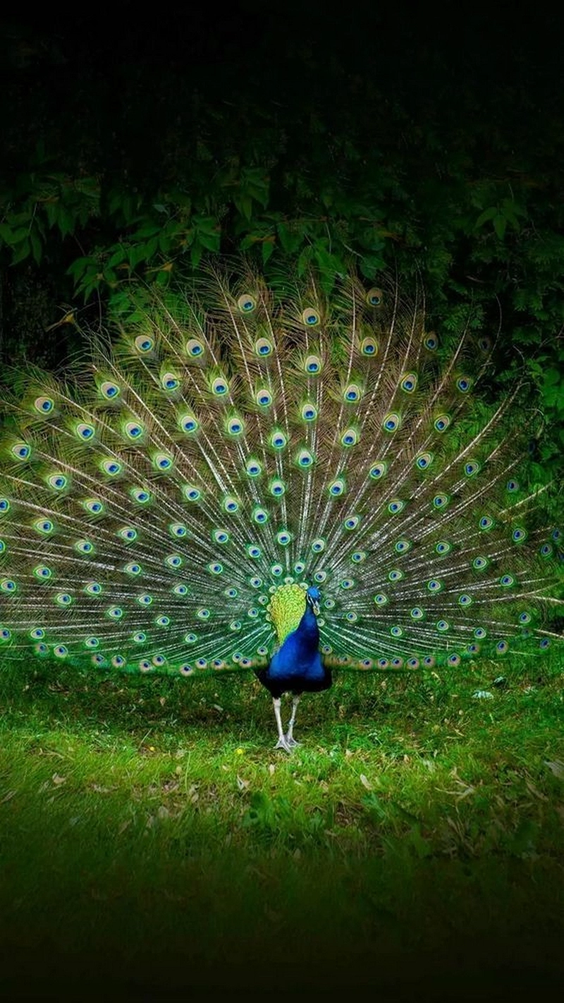 hình nền con công 26