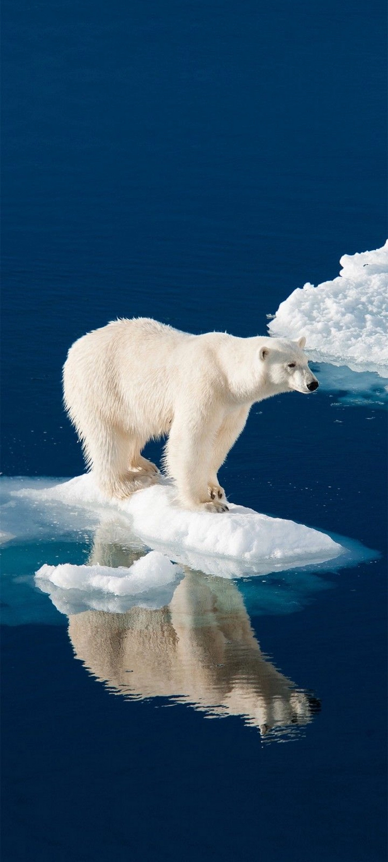 hình nền gấu bắc cực 1