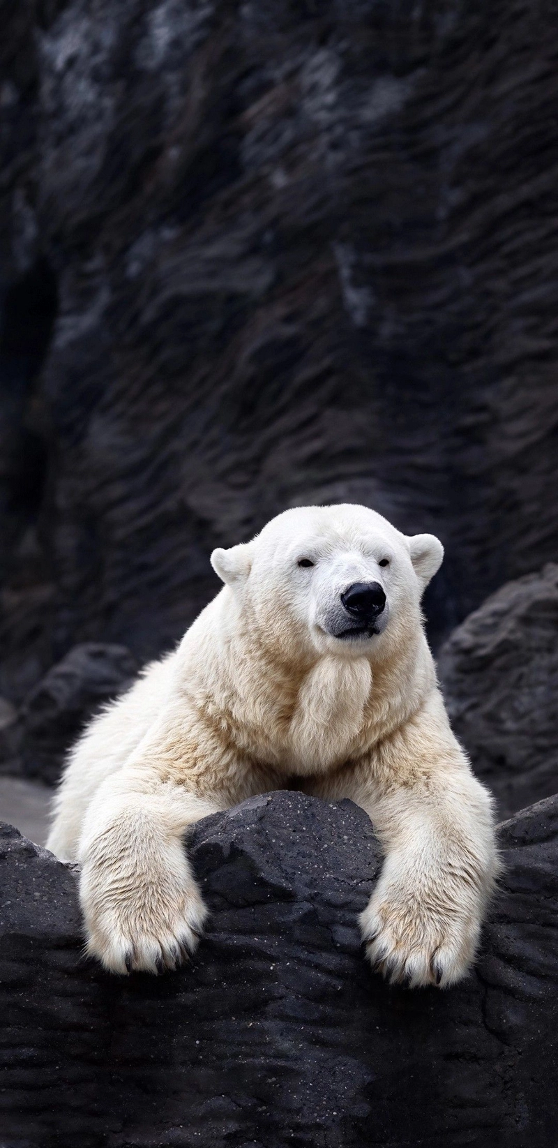 hình nền gấu bắc cực 14
