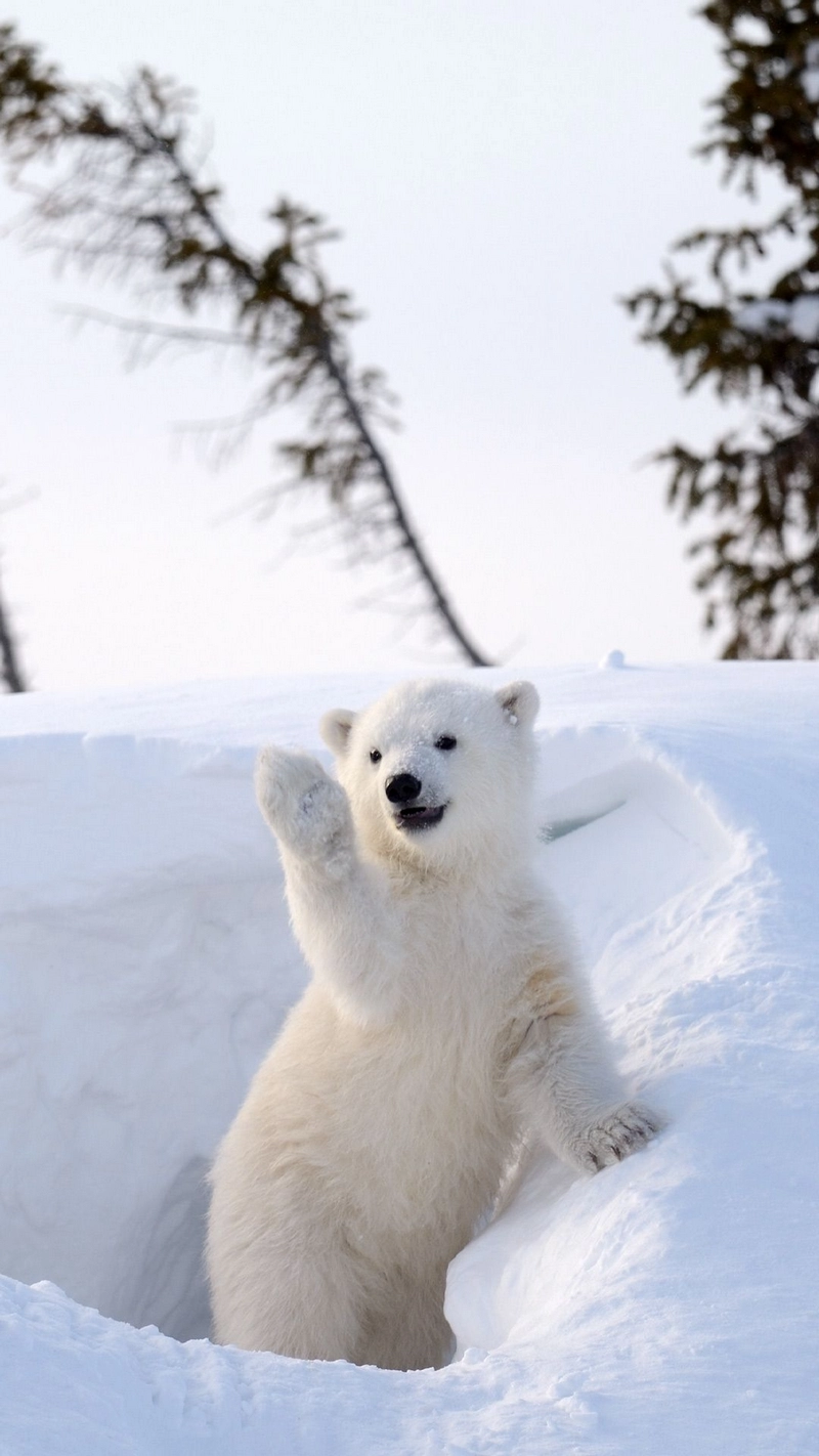 hình nền gấu bắc cực 34