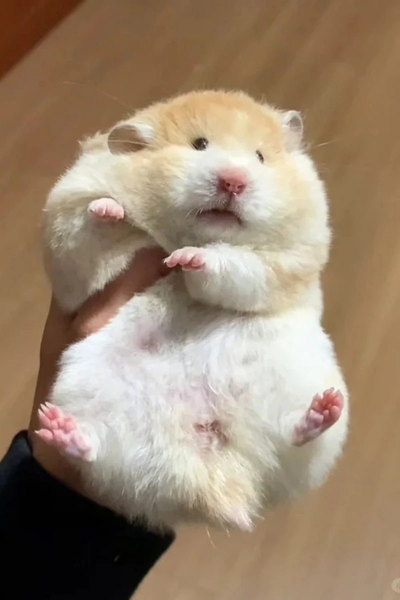 hình nền chuột hamster 12