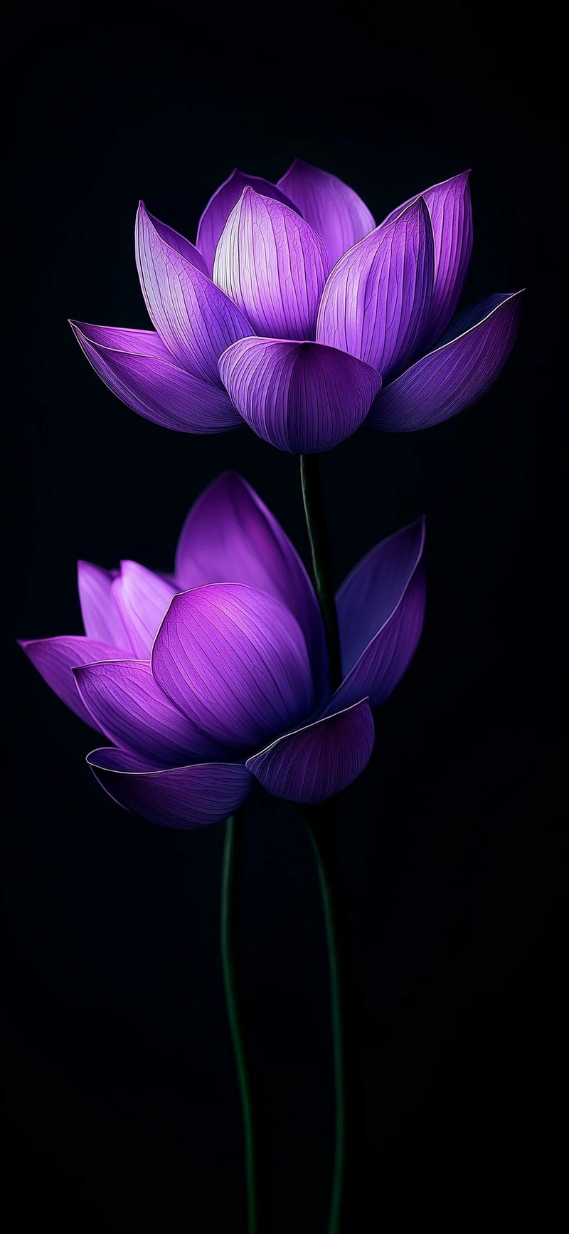 hình ảnh hoa sen đen 13