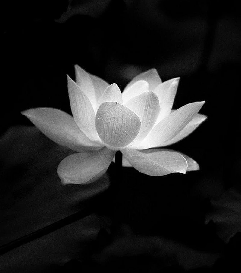 hình ảnh hoa sen đen 14