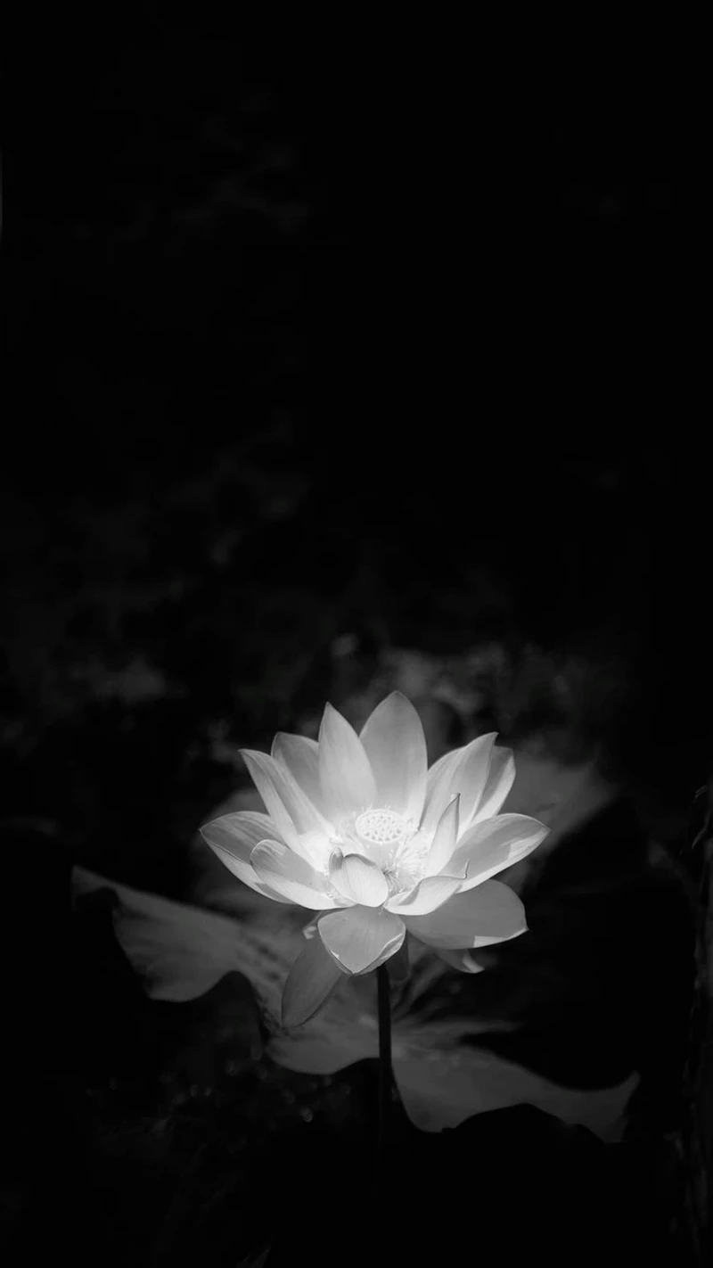 hình ảnh hoa sen đen 19