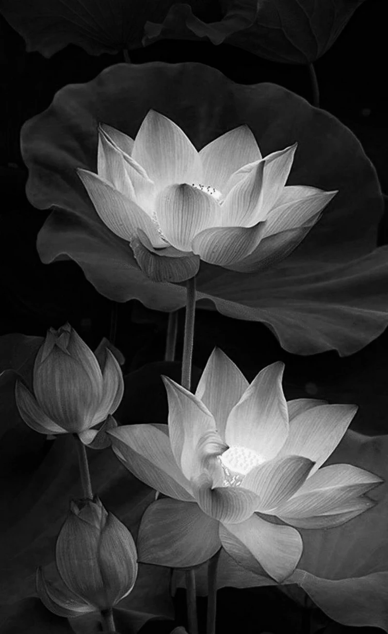 hình ảnh hoa sen đen 2