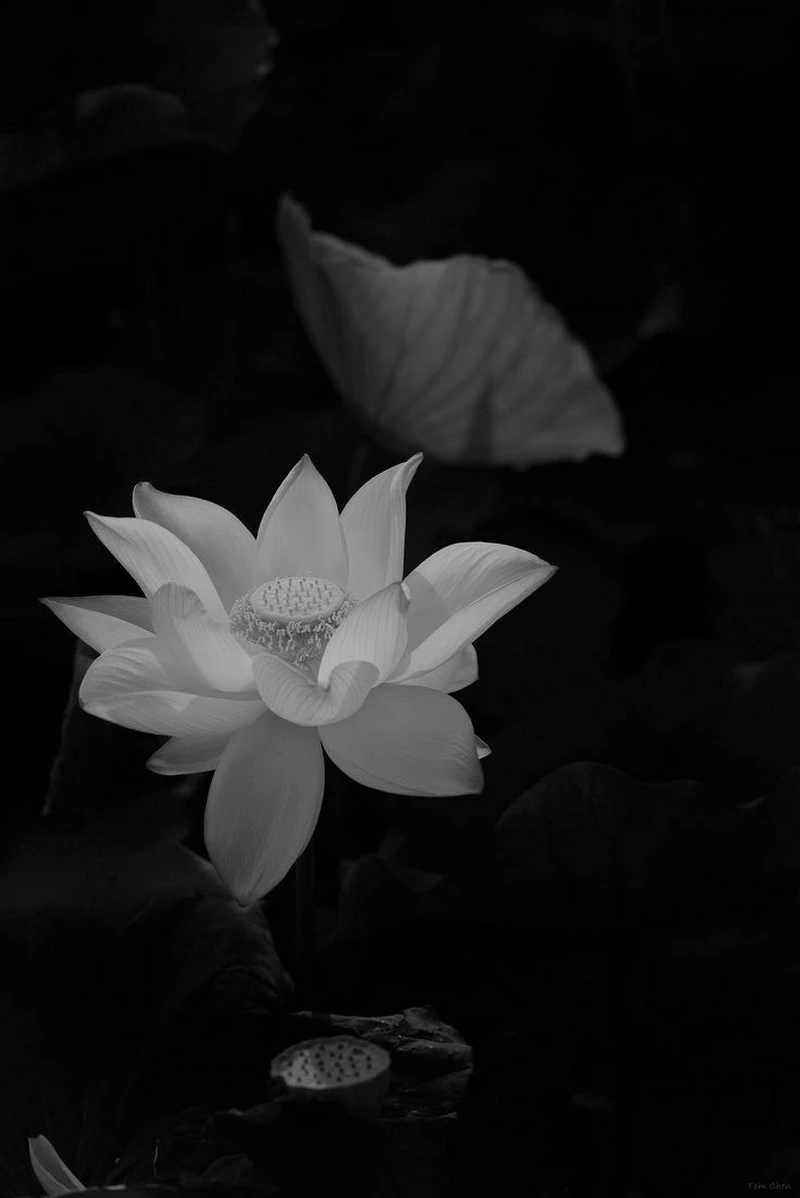 hình ảnh hoa sen đen 20