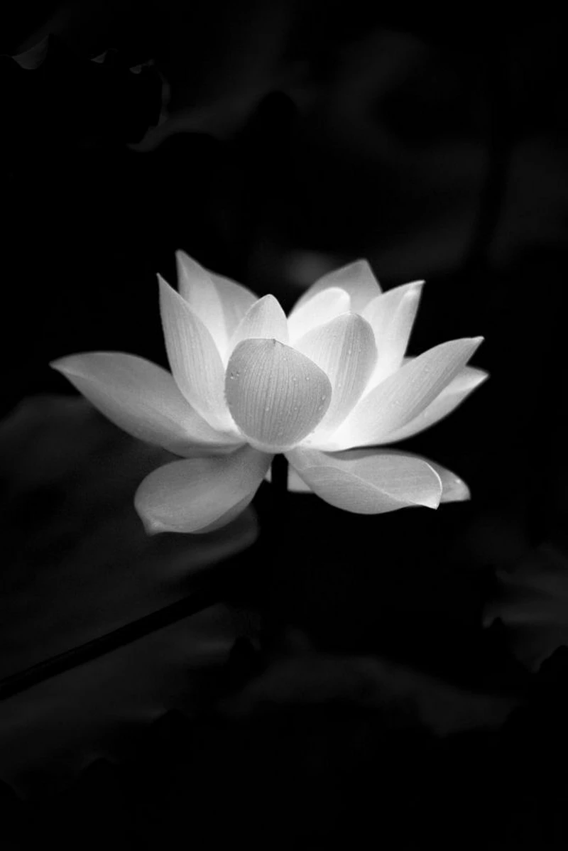 hình ảnh hoa sen đen 22