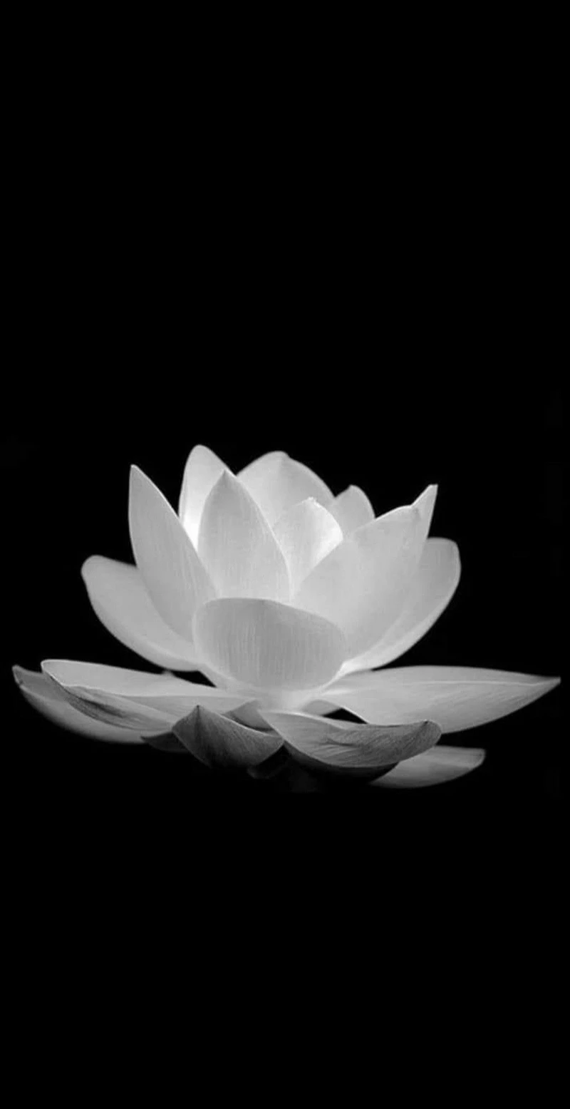 hình ảnh hoa sen đen 24