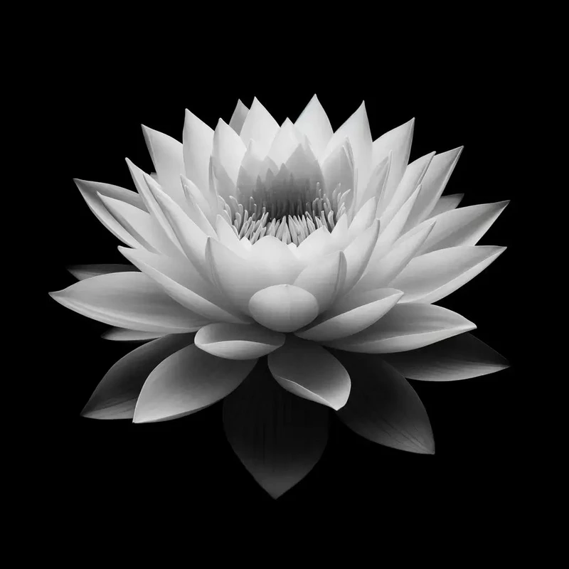 hình ảnh hoa sen đen 25