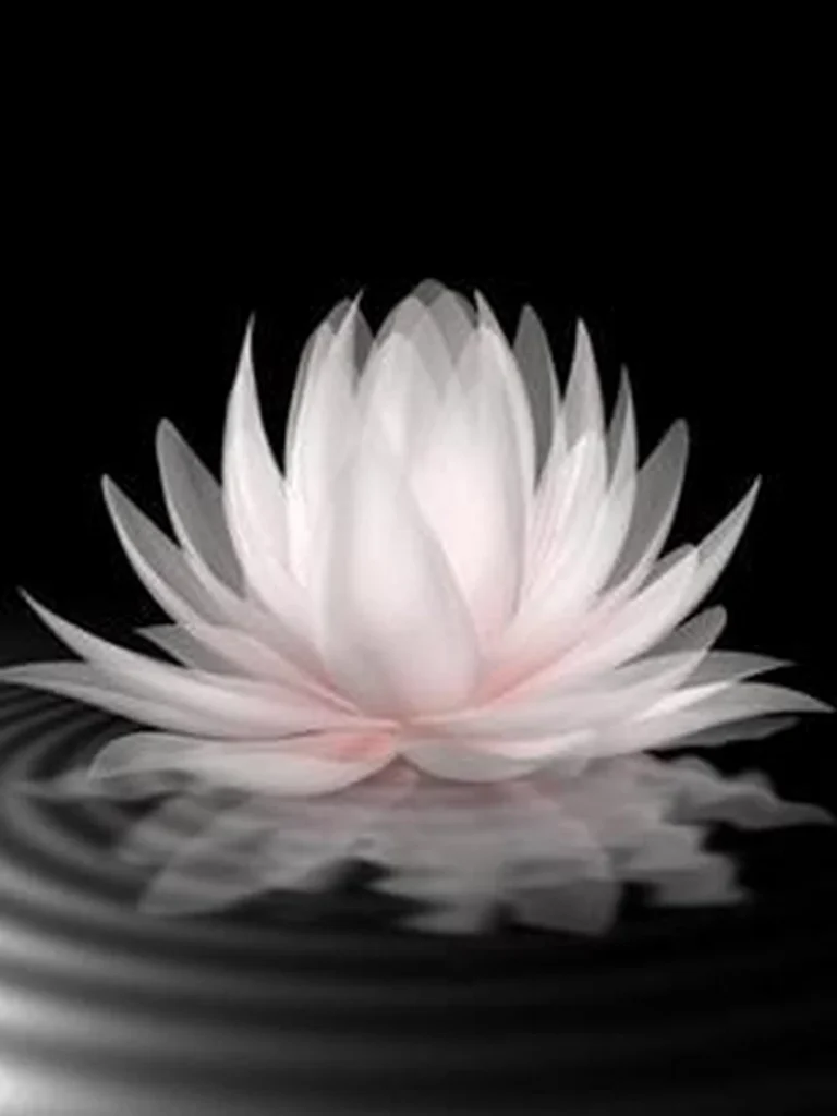 hình ảnh hoa sen đen 27